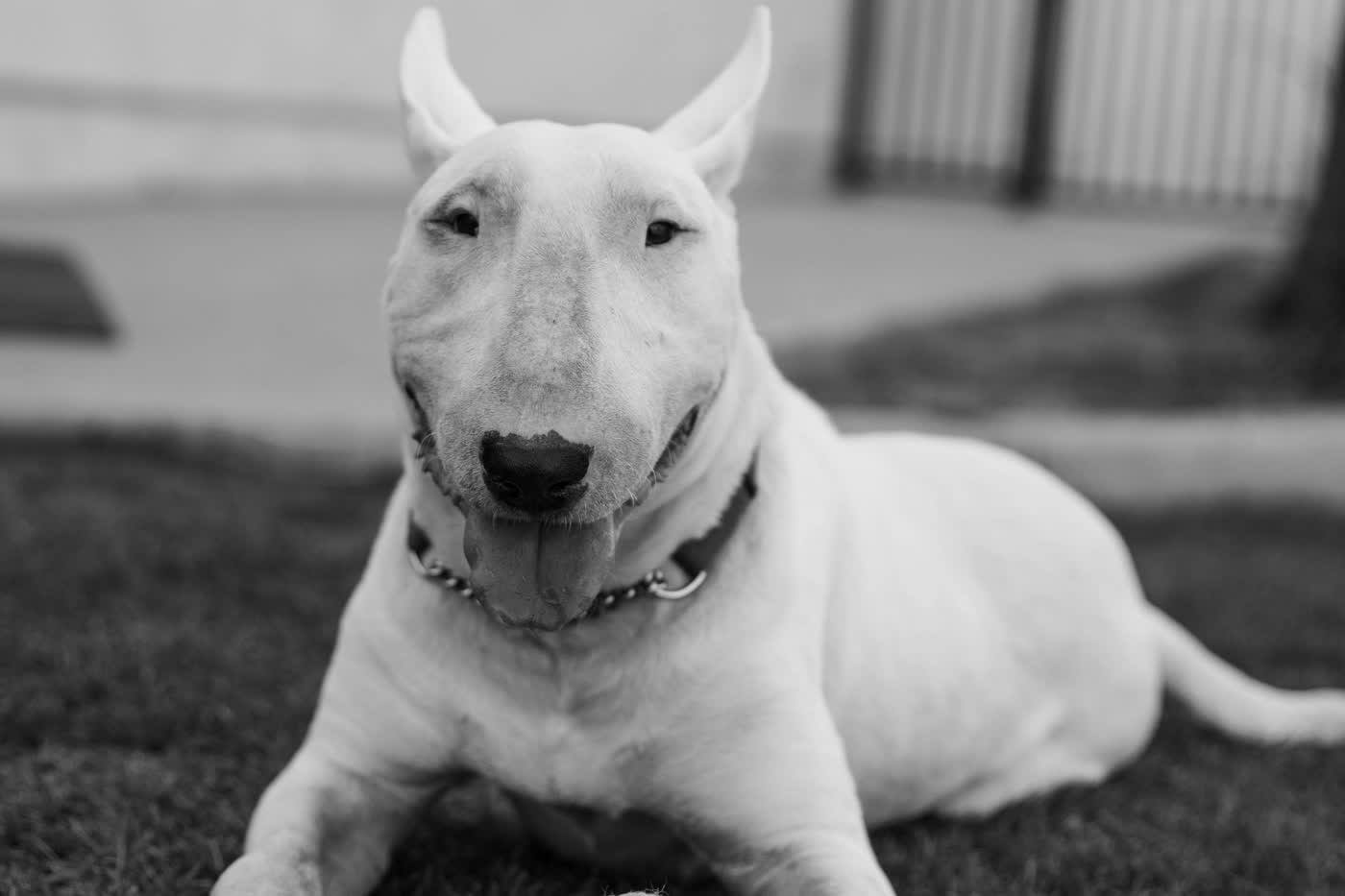 Black and white photograph of a bull terrier lying in grass with a tennis ball
